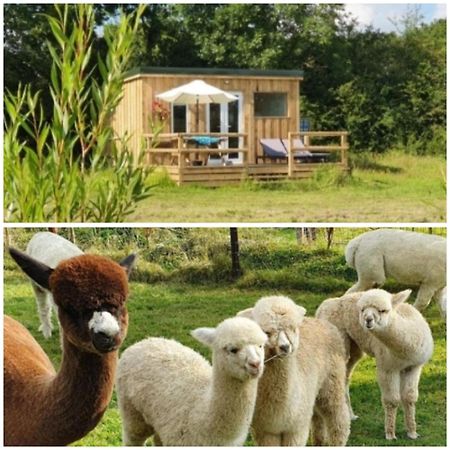 Dartmoor Reach Alpaca Farm Heated Cabins 5 Mins Drive To Dartmoor بوفي تريسي المظهر الخارجي الصورة