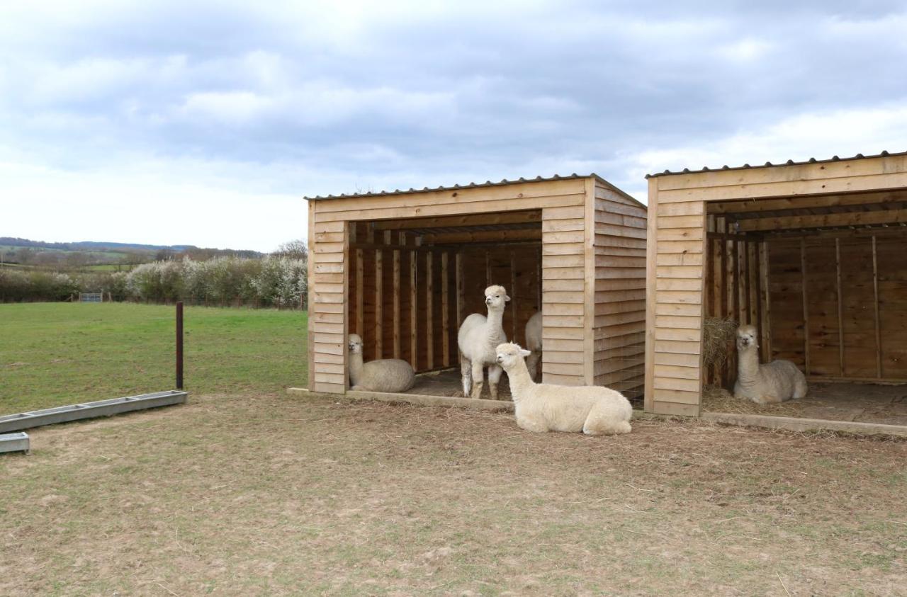 Dartmoor Reach Alpaca Farm Heated Cabins 5 Mins Drive To Dartmoor بوفي تريسي المظهر الخارجي الصورة
