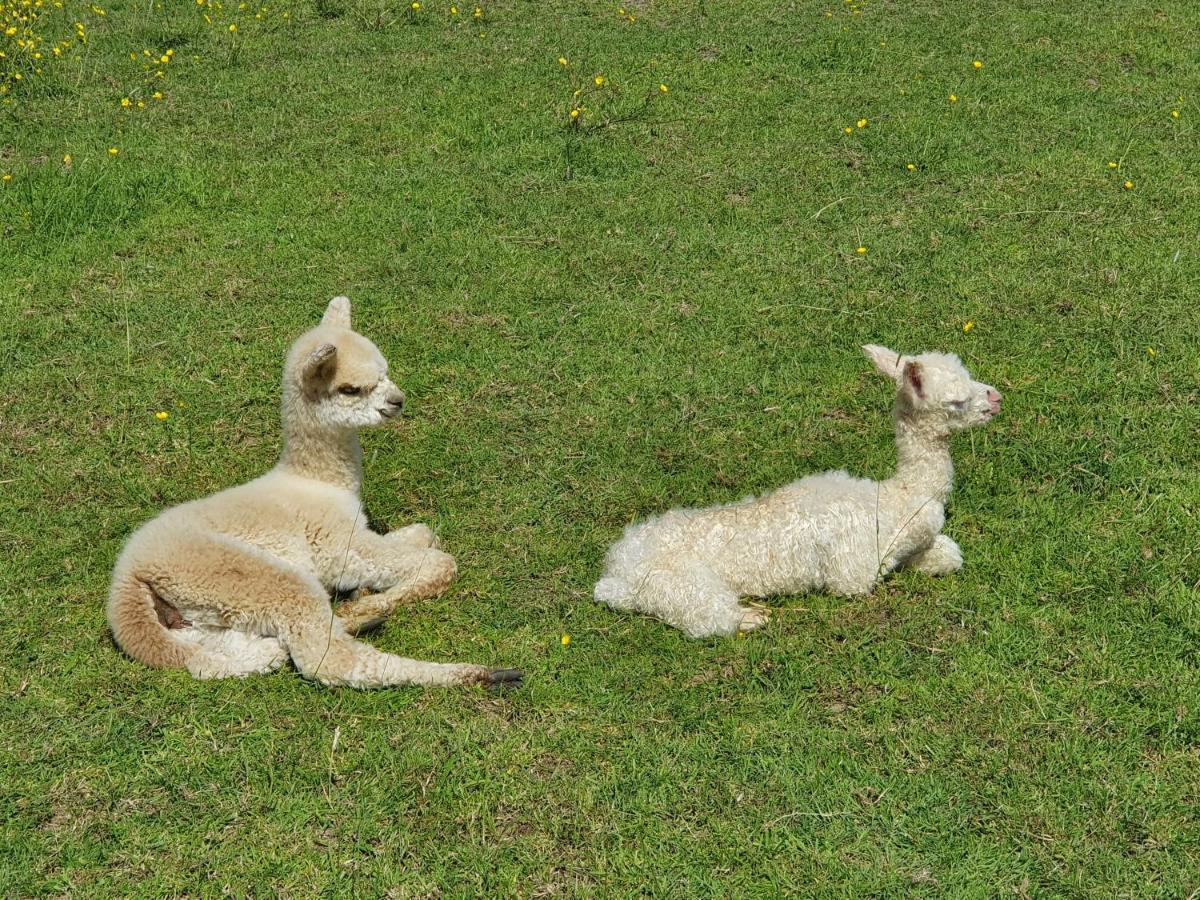 Dartmoor Reach Alpaca Farm Heated Cabins 5 Mins Drive To Dartmoor بوفي تريسي المظهر الخارجي الصورة