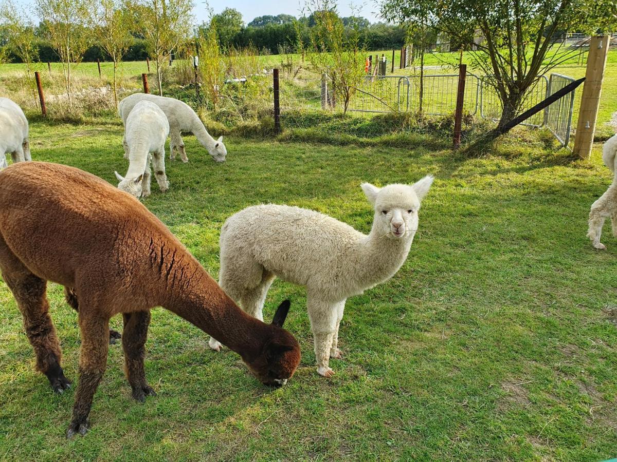 Dartmoor Reach Alpaca Farm Heated Cabins 5 Mins Drive To Dartmoor بوفي تريسي المظهر الخارجي الصورة