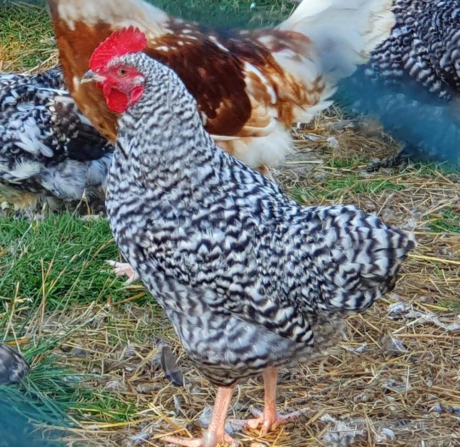 Dartmoor Reach Alpaca Farm Heated Cabins 5 Mins Drive To Dartmoor بوفي تريسي المظهر الخارجي الصورة