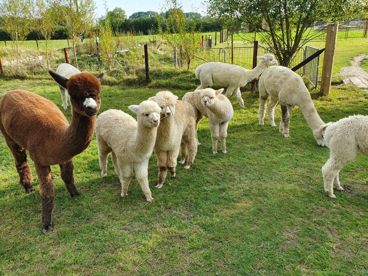 Dartmoor Reach Alpaca Farm Heated Cabins 5 Mins Drive To Dartmoor بوفي تريسي المظهر الخارجي الصورة