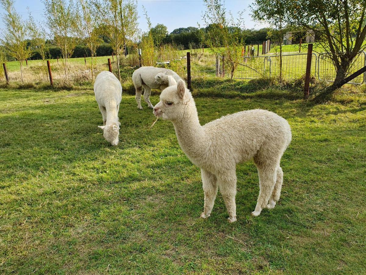 Dartmoor Reach Alpaca Farm Heated Cabins 5 Mins Drive To Dartmoor بوفي تريسي المظهر الخارجي الصورة