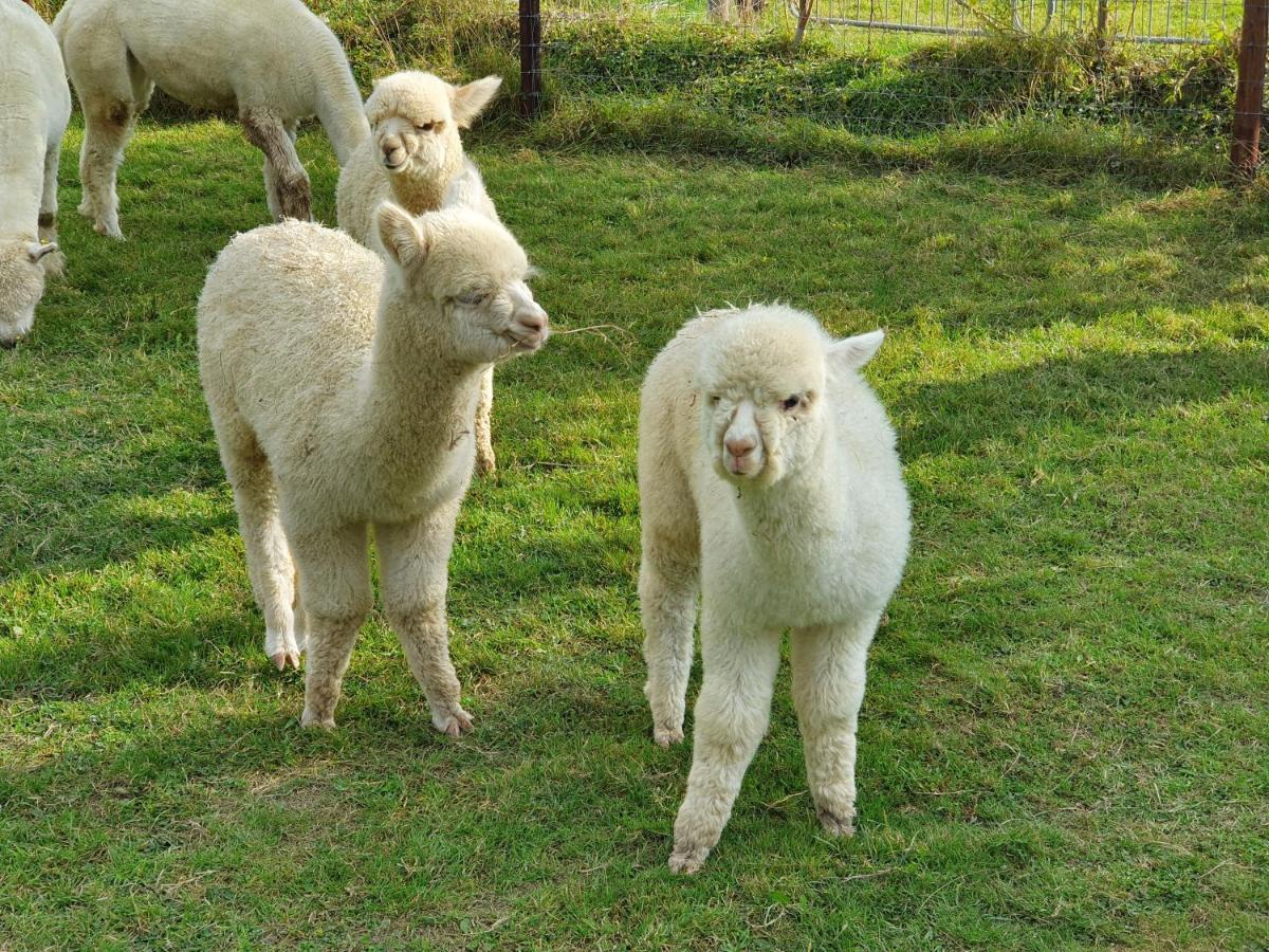 Dartmoor Reach Alpaca Farm Heated Cabins 5 Mins Drive To Dartmoor بوفي تريسي المظهر الخارجي الصورة