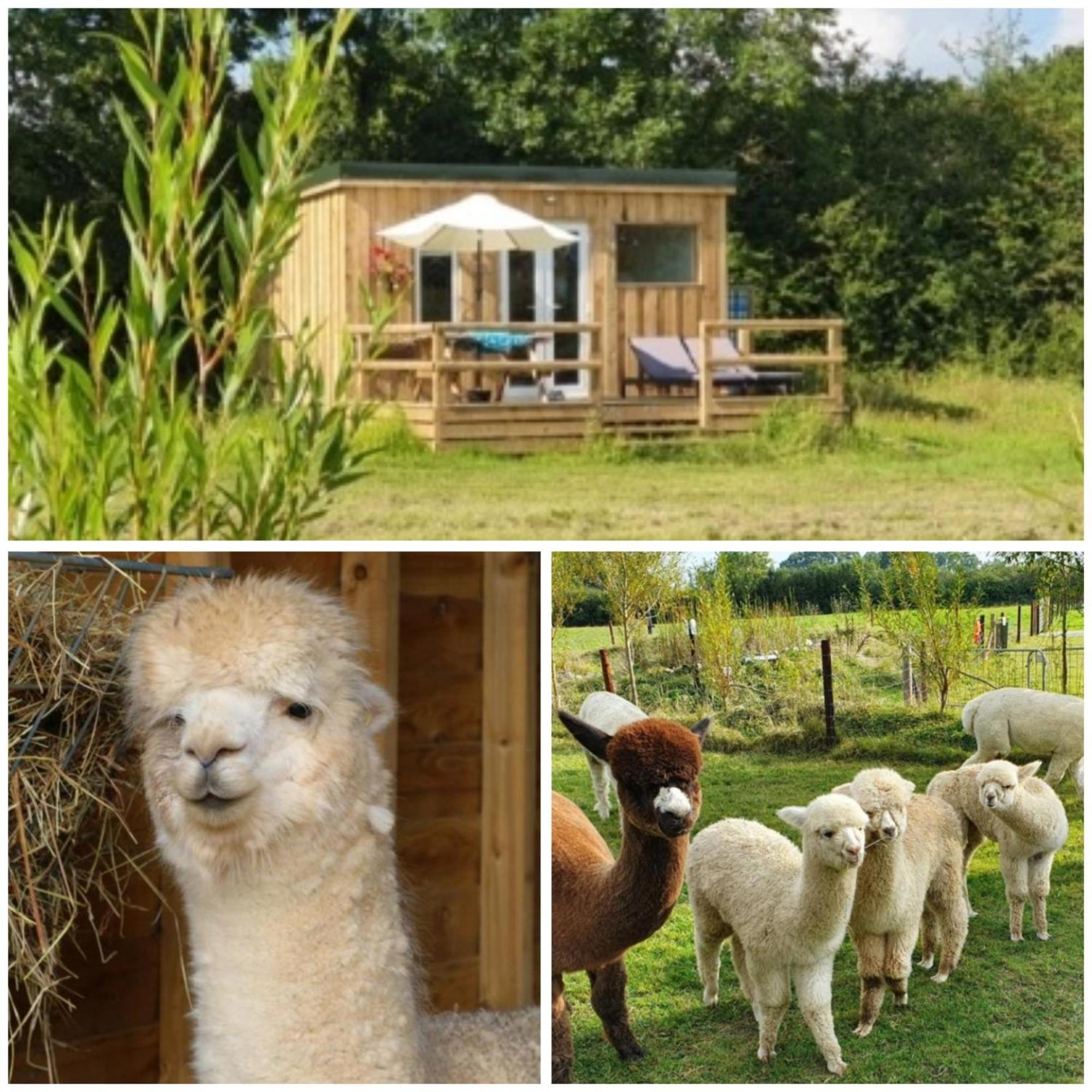 Dartmoor Reach Alpaca Farm Heated Cabins 5 Mins Drive To Dartmoor بوفي تريسي المظهر الخارجي الصورة