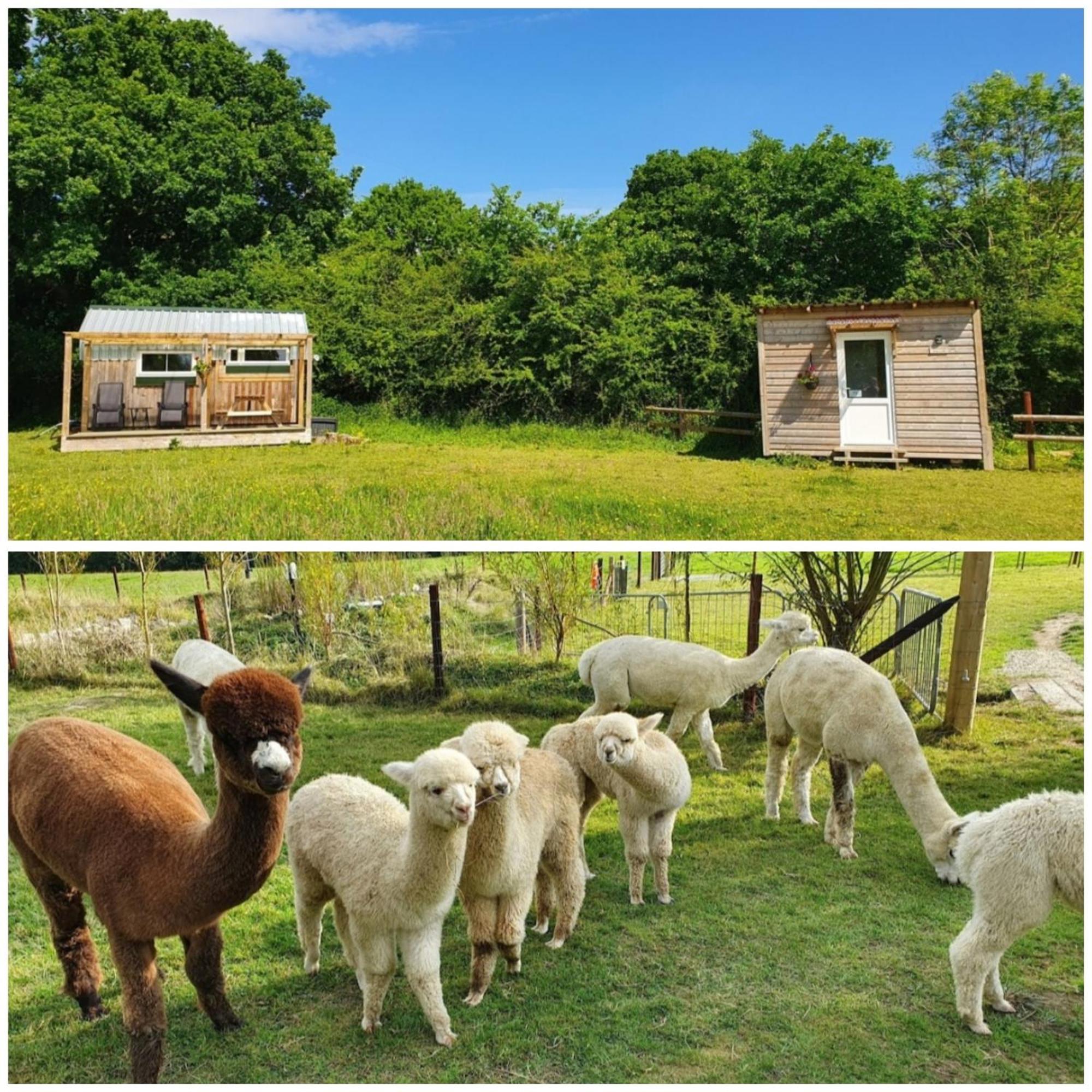 Dartmoor Reach Alpaca Farm Heated Cabins 5 Mins Drive To Dartmoor بوفي تريسي الغرفة الصورة