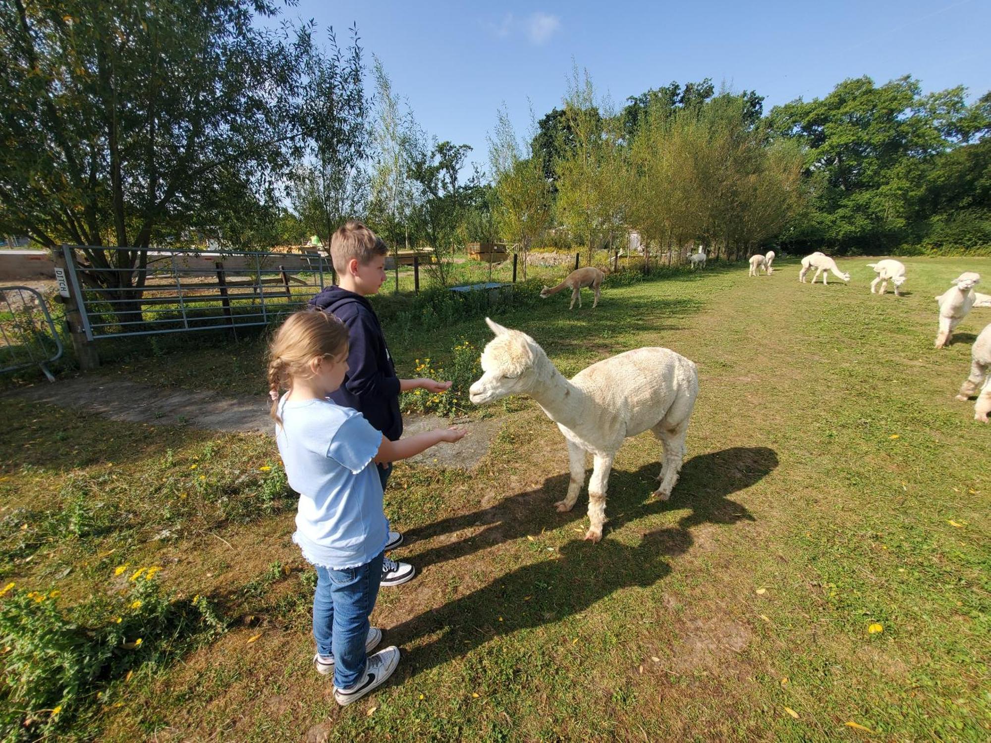 Dartmoor Reach Alpaca Farm Heated Cabins 5 Mins Drive To Dartmoor بوفي تريسي المظهر الخارجي الصورة