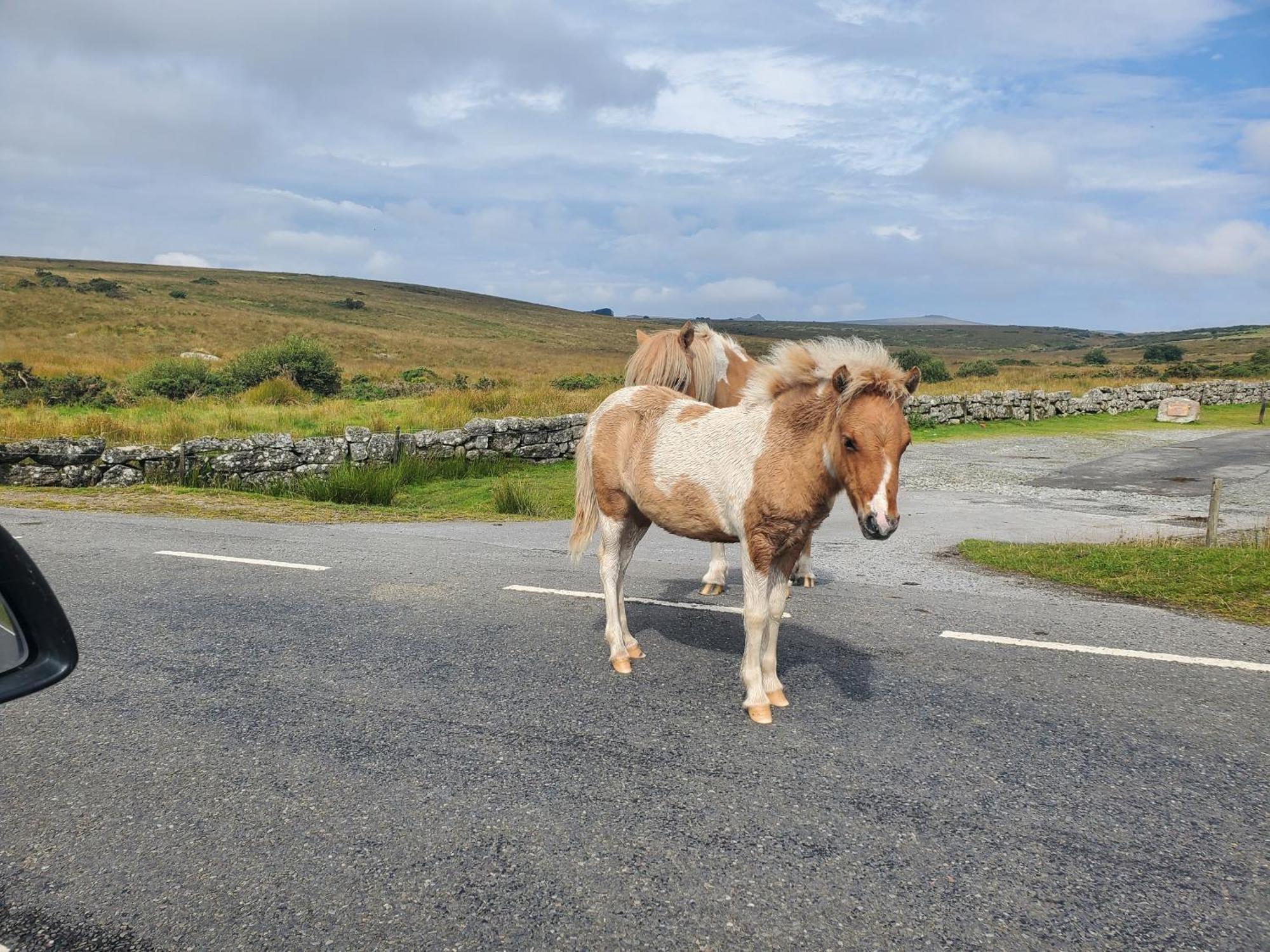 Dartmoor Reach Alpaca Farm Heated Cabins 5 Mins Drive To Dartmoor بوفي تريسي المظهر الخارجي الصورة