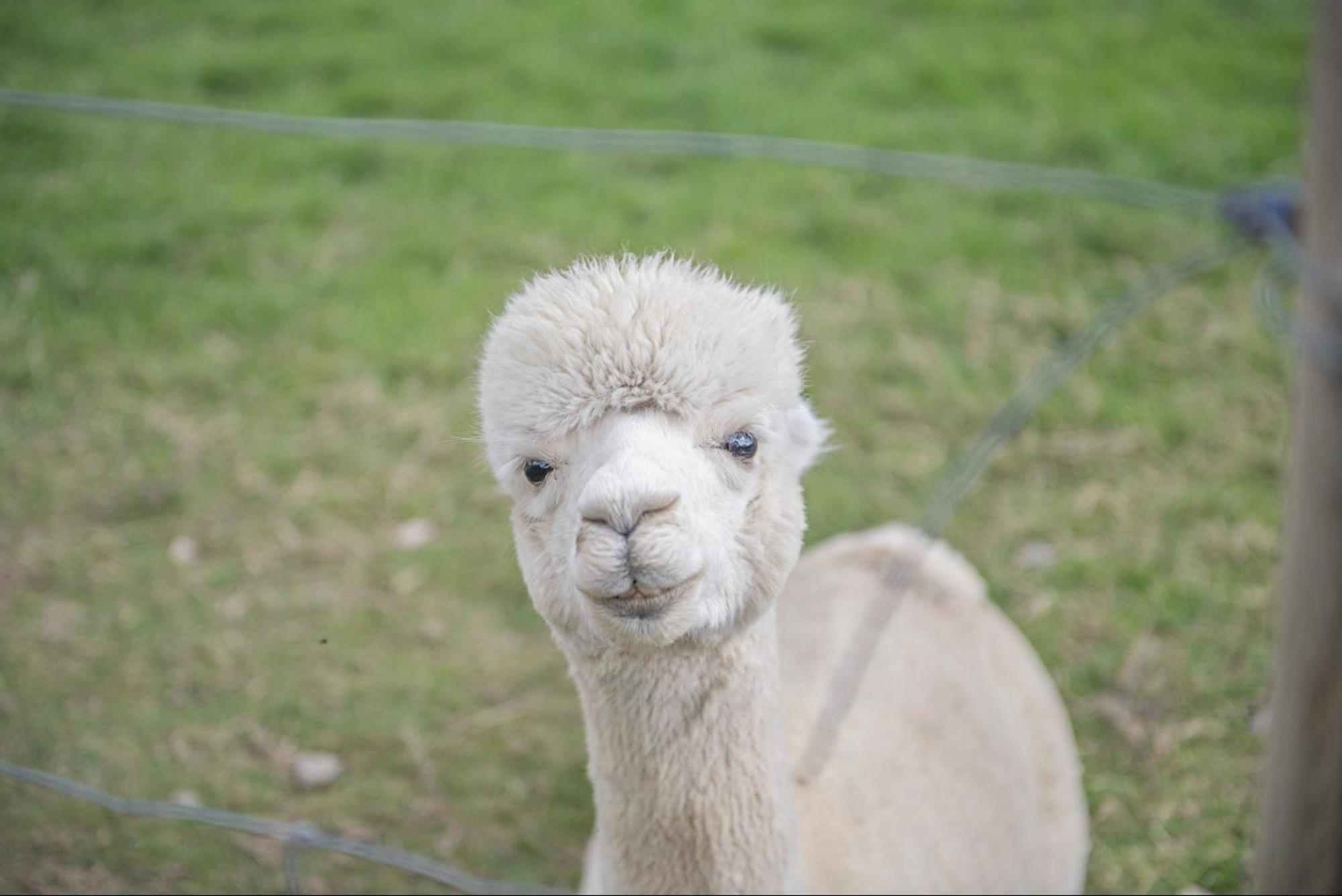 Dartmoor Reach Alpaca Farm Heated Cabins 5 Mins Drive To Dartmoor بوفي تريسي المظهر الخارجي الصورة