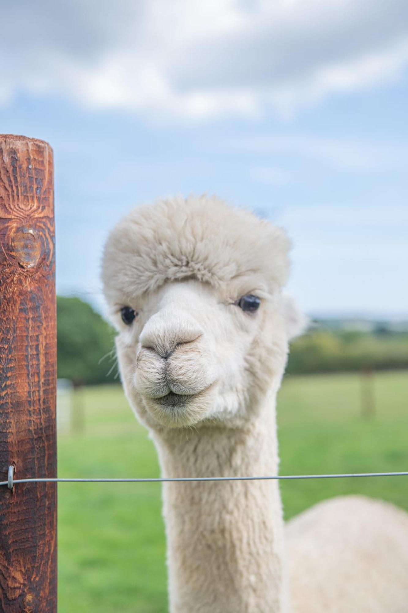 Dartmoor Reach Alpaca Farm Heated Cabins 5 Mins Drive To Dartmoor بوفي تريسي الغرفة الصورة